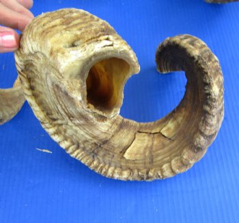 20 to 22 inches Merino Ram, Sheep Horns - $18.99 each; 4 @ $16.80 each