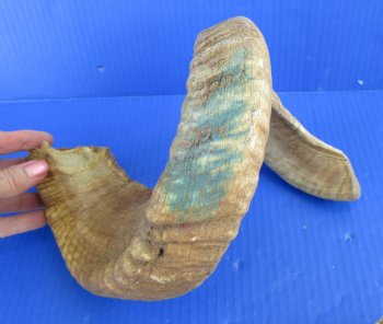 20 to 22 inches Merino Sheep Horns, Ram Horns <font color=red> Wholesale </font>  - 9 @ $10.50 each