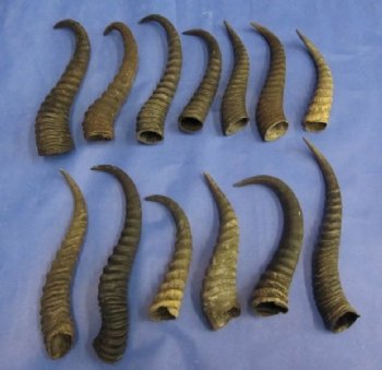 Male Springbok Horns <font color=red> Wholesale</font>-8 to 11 inches -  20 @ $5.50 each