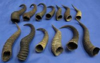 Male Springbok Horns <font color=red> Wholesale</font>-8 to 11 inches -  20 @ $5.50 each