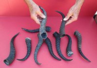 Male Springbok Horns <font color=red> Wholesale</font>-8 to 11 inches -  20 @ $5.50 each