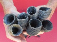 Male Springbok Horns <font color=red> Wholesale</font>-8 to 11 inches -  20 @ $5.50 each