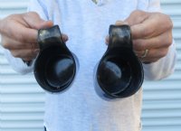 5 inches Polished Cow Horn Beer Mugs<font color=red> Wholesale</font> 8 ounces - 7 @ $13.50 each; 15 @ $12.00 each