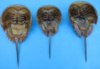 5 to 6-7/8 inches Sun Dried Molted Horseshoe Crabs <font color=red> Wholesale</font> - 35 @ $2.95 each