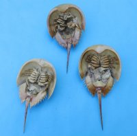 7 to 8-7/8 inches Sun Dried Molted Atlantic Horseshoe Crabs  <font color=red> Wholesale</font>- 20 @ $5.85 each