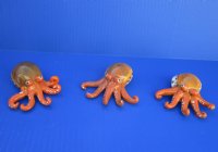3-1/2 inches Painted Tiger Cowrie Octopus Novelty - 12 @ $4 each