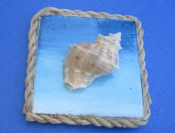 2"x2" Assorted Seashell Magnets with Rope Border - 20 @ $1.44 each