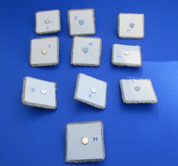 2"x2" Assorted Seashell Magnets with Rope Border - 20 @ $1.44 each