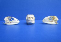 1-1/2" to 2" Green Iguana Skulls, Grade B Quality<font color=red> Wholesale</font>,  - 5 @ $29.00 each <font color=red> SALE $18 EACH</FONT>; 6 @ $26.00 each <FONT COLOR=RED> SALE $16 EACH</FONT>