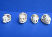 1-1/2" to 2" Green Iguana Skulls, Grade B Quality<font color=red> Wholesale</font>,  - 5 @ $29.00 each <font color=red> SALE $18 EACH</FONT>; 6 @ $26.00 each <FONT COLOR=RED> SALE $16 EACH</FONT>