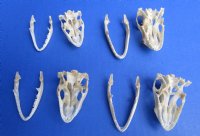 1-1/2" to 2" Green Iguana Skulls, Grade B Quality<font color=red> Wholesale</font>,  - 5 @ $29.00 each <font color=red> SALE $18 EACH</FONT>; 6 @ $26.00 each <FONT COLOR=RED> SALE $16 EACH</FONT>