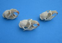 Muskrat Skulls <font color=red> Wholesale</font> 2-1/4 to 2-3/4 inches - 7 @  $14.00 each