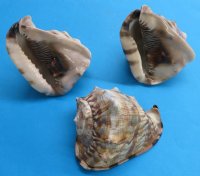 6 to 6-3/4 inches King Helmet Shell for Sale -  $9.99 each;  4 @ $7.60 each