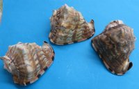 6 to 6-3/4 inches King Helmet Shell for Sale -  $9.99 each;  4 @ $7.60 each