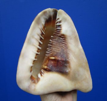 King Helmet Shells