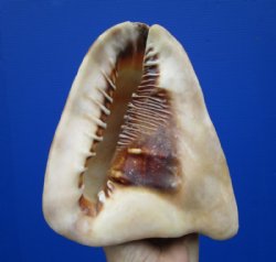 King Helmet Shells