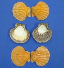 Lion's Paw Scallop Shells