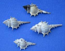 Murex Trapa Shells 1-1/2 to 3 inches - 100 @ .39 each
