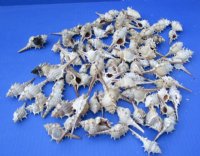 Murex Trapa Shells <font color=red> Wholesale</font> 1-1/2 to 3 inches  - 500 @ .24 each