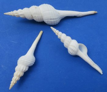 Medium Craft Sea Shells 3 to 5 inches