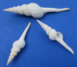 Medium Craft Sea Shells 3 to 5 inches