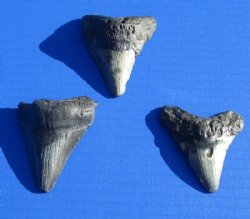 2 to 2-7/8 inches Unrestored Megalodon Shark Tooth - $33.99 each
