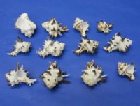 Endive Murex Longspine Shells,2-3/4 to 3-1/2 inches - 12 @ $2.40 each