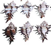 Endive Murex Longspine Shells,2-3/4 to 3-1/2 inches - 12 @ $2.40 each