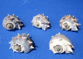 Florida Crown Conch Shells, Melongena Corona , 4 to 5 inches - 5 @ $7 each; 10 @ $6.35 each
