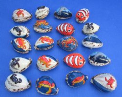 Painted Tiger Cowrie Shell Magnets with 3d Sealife 2"-2-1/4" - 20 @ $2.25 each