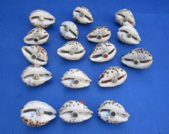 Painted Tiger Cowrie Shell Magnets with 3d Sealife 2"-2-1/4" - 20 @ $2.25 each