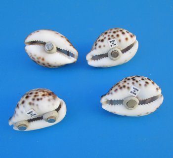Carved Sealife Tiger Cowrie Shell Magnets, Turtle, Dolphin, Crab, Octopus - 10 @ $2.08 each; 30 @ $1.87 each