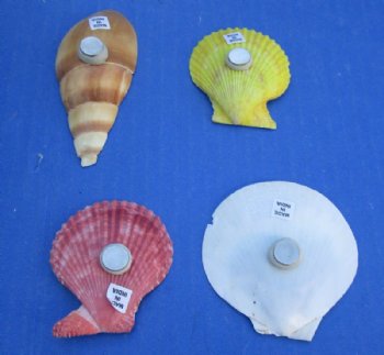 Seashell Magnets with Tiny Shells and Starfish <font color=red> Wholesale</font> - 140 @ .70 each