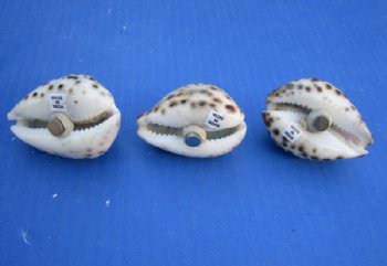 Painted Tiger Cowrie Shell Magnets with Beach Scene 2"-2-1/4" - 10 @ $2.10 each