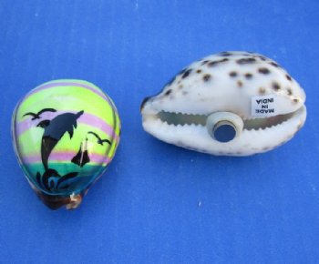 Tiger Cowrie Shell Magnets with Painted Dolphin <font color=red> Wholesale</font> 2"-2-1/4" - 80 @ $1.17 each