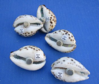 Tiger Cowrie Shell Magnets with Painted Dolphin <font color=red> Wholesale</font> 2"-2-1/4" - 80 @ $1.17 each