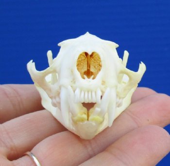 Mink Skulls, American Mink Skull