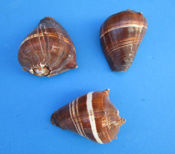 Pacific Crown Conch Shells, Melongena Patula, 3 inches - 10 @ $1.44 each; 30 @ $1.28 each
