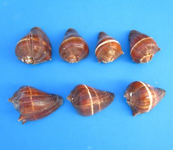 Pacific Crown Conch Shells, Melongena Patula, 3 inches - 10 @ $1.44 each; 30 @ $1.28 each