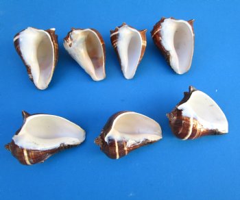 Pacific Crown Conch Shells, Melongena Patula, 3 inches - 10 @ $1.44 each; 30 @ $1.28 each