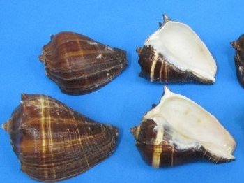 Pacific Crown Conch Shells, Melongena Patula, 4 inches - 5 @ $2.08 each; 20 @ $1.87 each