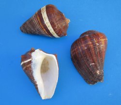 Large Pacific Crown...