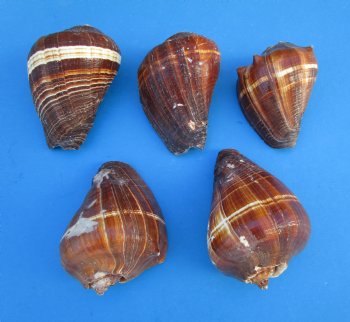 Large Pacific Crown Conch Shells <FONT COLOR=RED> Wholesale</font> Melongena Patula, 4 inches -  80 @ $1.17 each