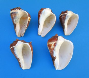 Large Pacific Crown Conch Shells <FONT COLOR=RED> Wholesale</font> Melongena Patula, 4 inches -  80 @ $1.17 each