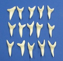 1-7/8 inches Modern Day Large Shortfin Mako Shark Tooth for Sale - Pack of 2 @ $15.00 each  <font color=red> SALE $9.60 EACH </font>