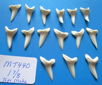 1-7/8 inches Large Mako Shark Teeth  <font color=red> Wholesale</font> - $9.20 each<font color=red> Buy these15 @ SALE $6.00 EACH</font> 
