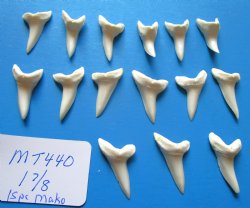 1-7/8 inches Large Mako Shark Teeth  <font color=red> Wholesale</font> - $9.20 each<font color=red> Buy these15 @ SALE $6.00 EACH</font> 