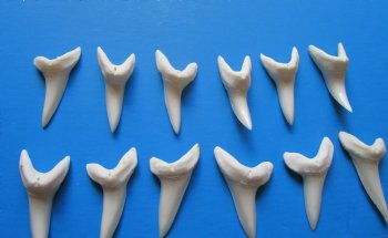 1-7/8 inches Large Mako Shark Teeth  <font color=red> Wholesale</font> - $9.20 each<font color=red> Buy these15 @ SALE $6.00 EACH</font> 