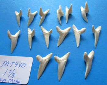 1-7/8 inches Large Mako Shark Teeth  <font color=red> Wholesale</font> - $9.20 each<font color=red> Buy these15 @ SALE $6.00 EACH</font> 