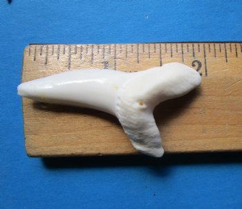 1-7/8 inches Large Mako Shark Teeth  <font color=red> Wholesale</font> - $9.20 each<font color=red> Buy these15 @ SALE $6.00 EACH</font> 